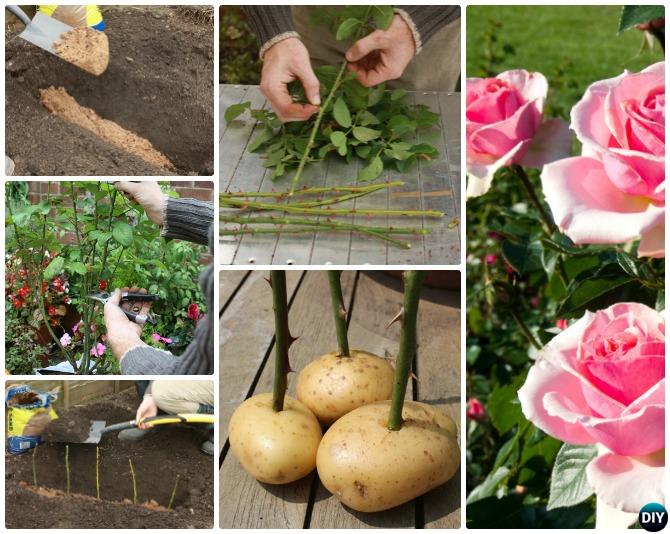 How To Regrow Cut Flowers My Heart Lives Here