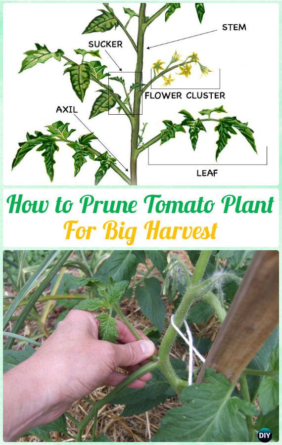 Tips On Growing Tomatoes Of Containers