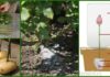 Top Gardening Tip to Regrow Rose on Potatoes Regrow Rose on Potato from Cutting and More-Top Gardening Tips