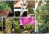 10 DIY Garden Planters to Grow Your Own Strawberries DIY Space saving Vertical Strawberry Garden Gardening Planter Ideas